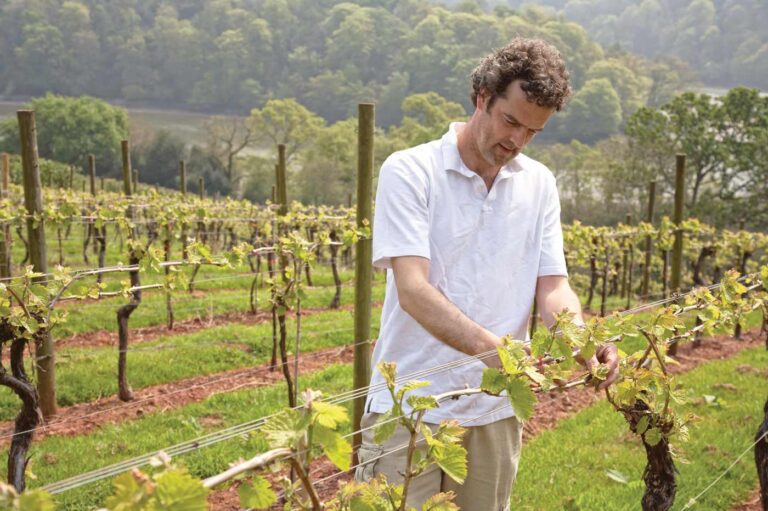 Sharpham Wine vineyard