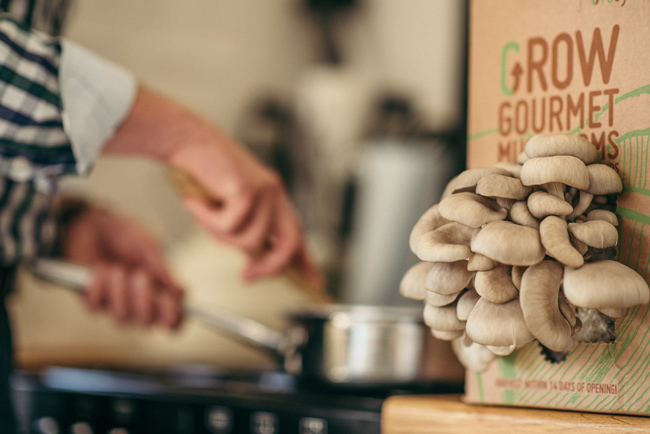 Gro-cycle-mushroom-box