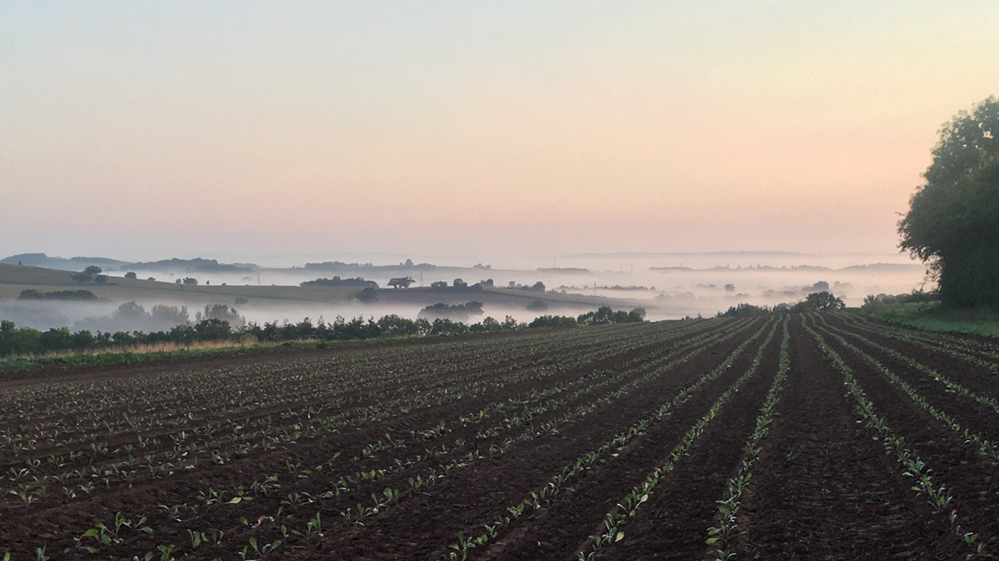 Best veg boxes Plowright Organic