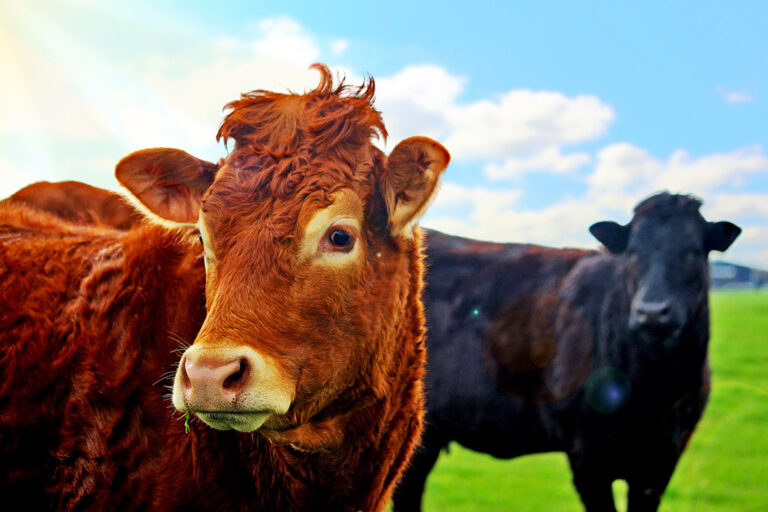 Cows in field, grass-fed meat