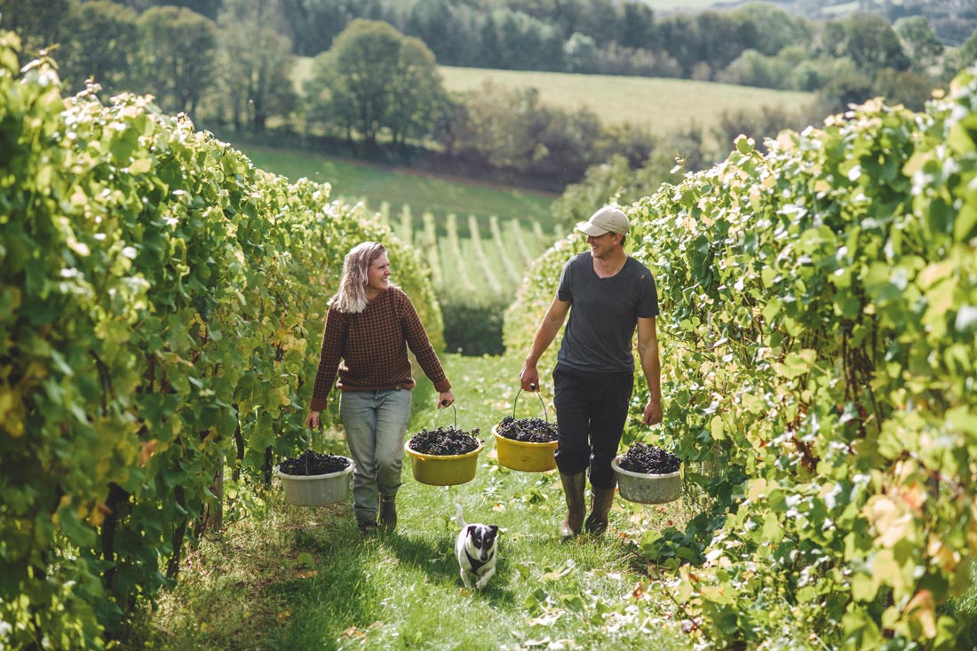 South West wineries Sharpham