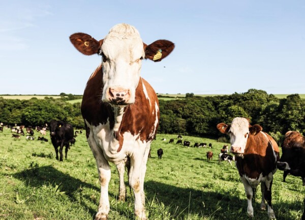 carbon-neutral milk cows