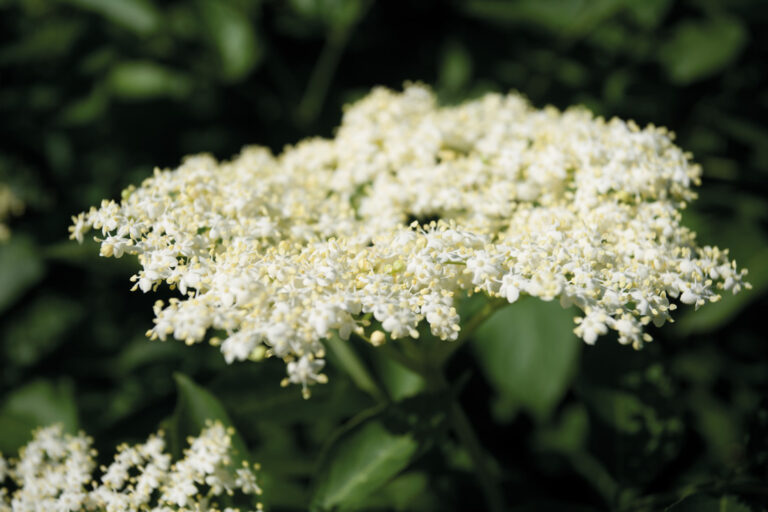 Elderflower