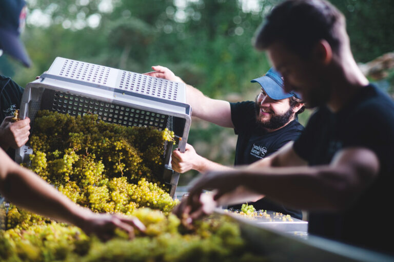 Harvesting grapes at Sandridge Barton