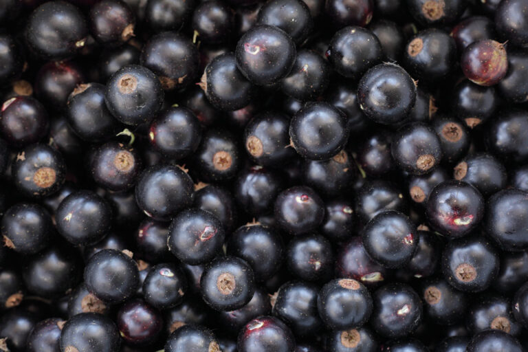 Blackcurrants