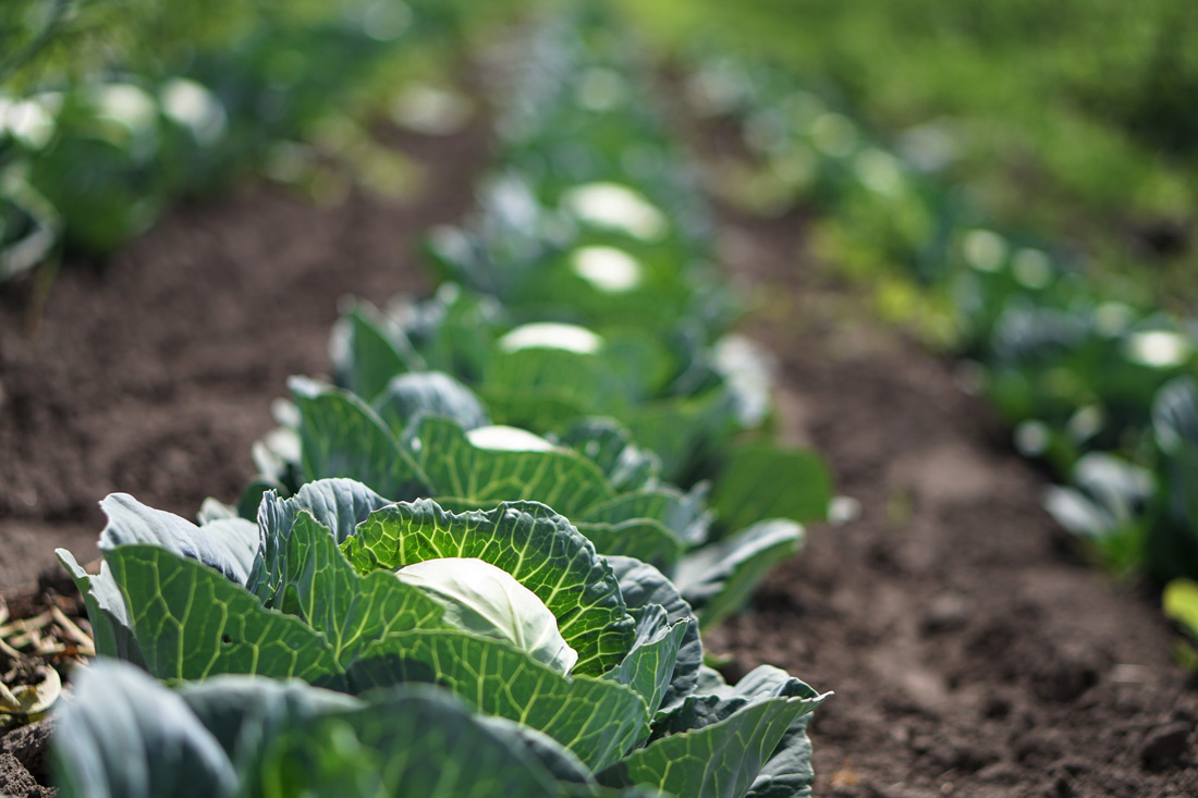 Cabbages in field