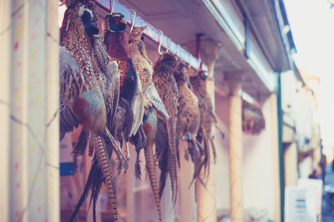 Hung pheasants