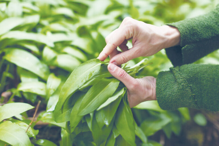 wild garlic