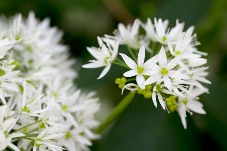 Hero ingredients wild garlic Food Magazine