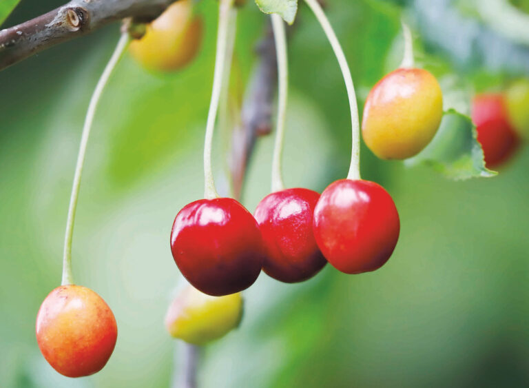 wild cherries
