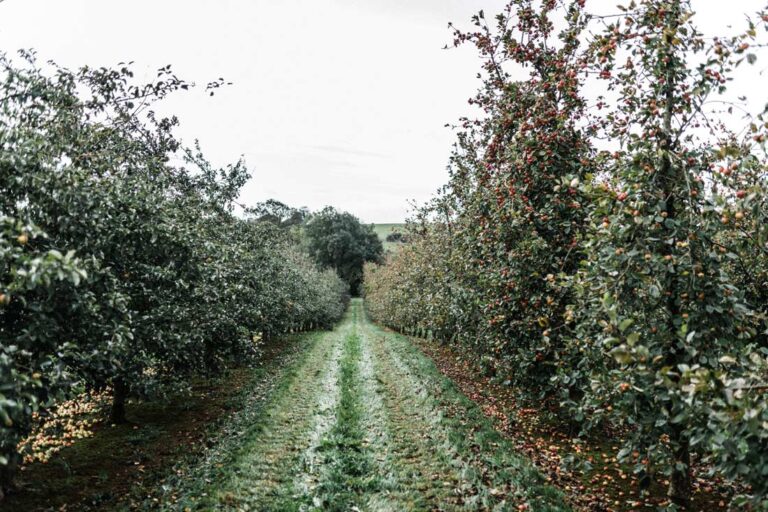 Sandford Orchards
