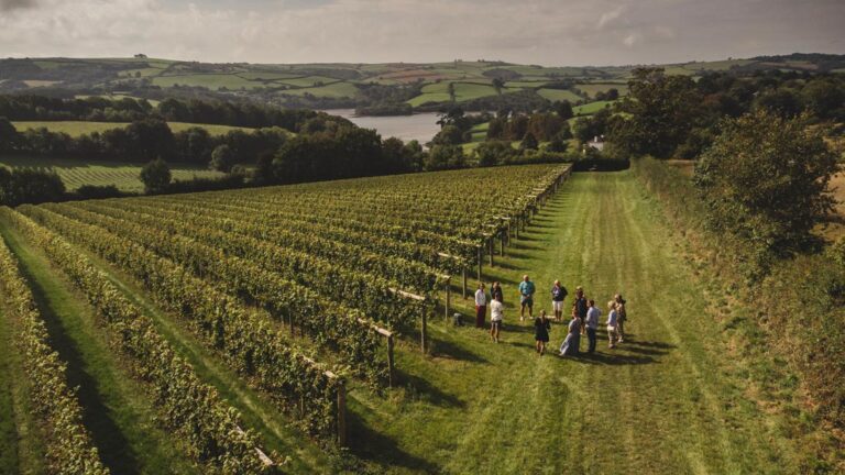 Sandridge Barton, vineyard tours and tastings
