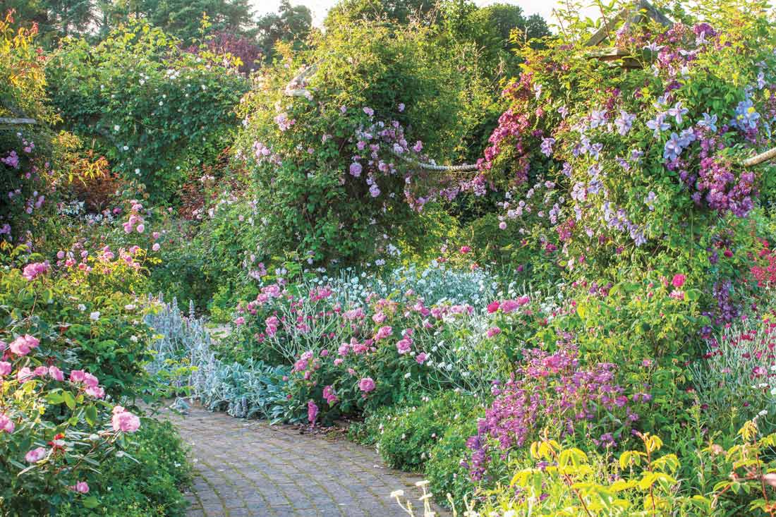 Roses at RHS Rosemoor