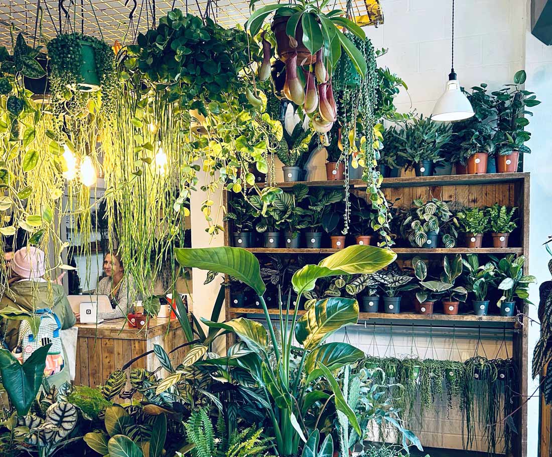 Nook Houseplants