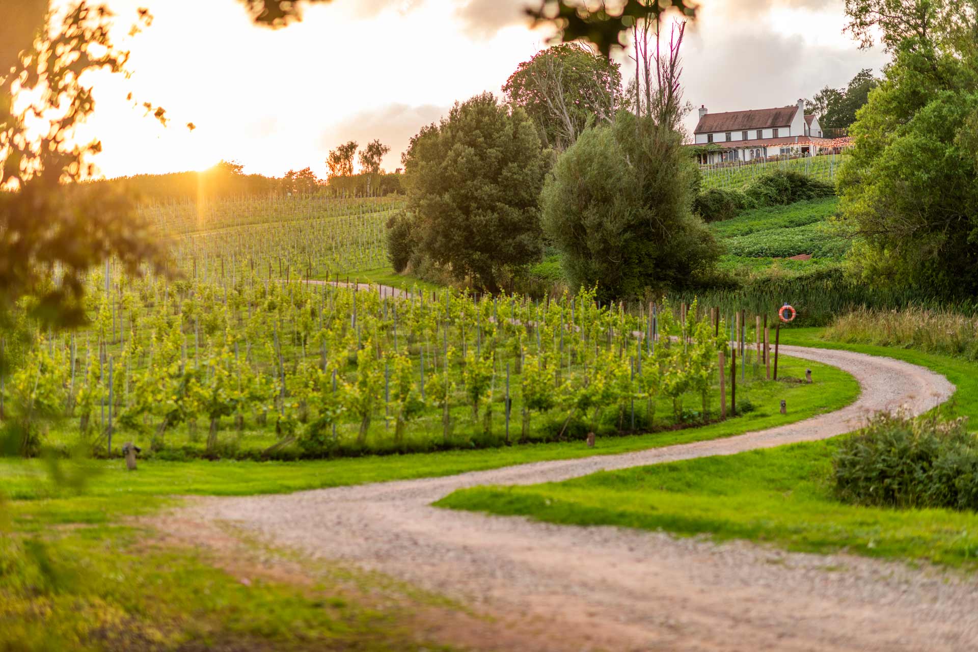 vineyard