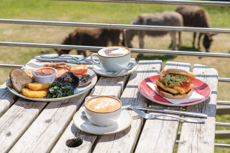 Sidmouth Donkey Sanctuary