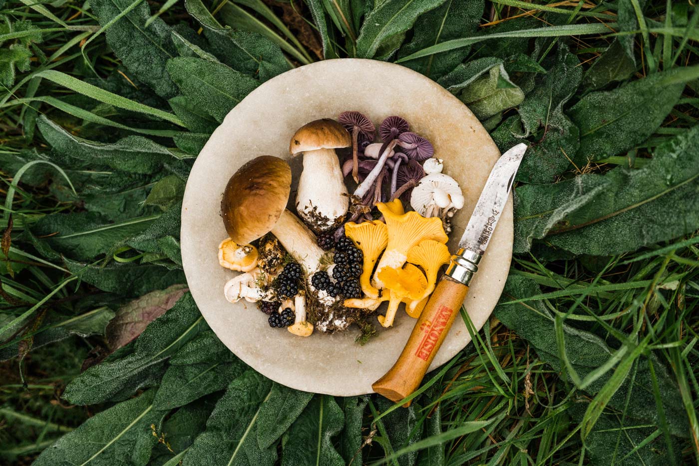 Woolsery foraging
